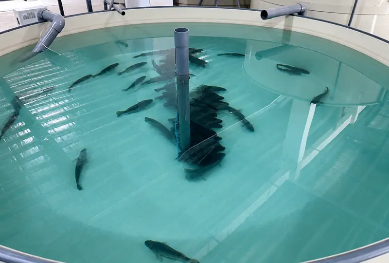 冷水养殖池