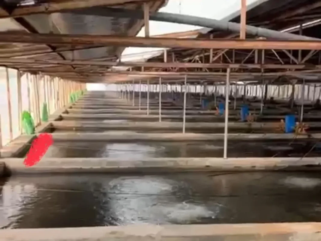 低矮屋顶下成排的注水矩形池。